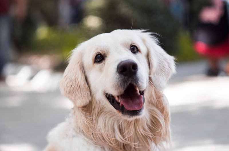 CBD pour chien : tout savoir avant de franchir le pas